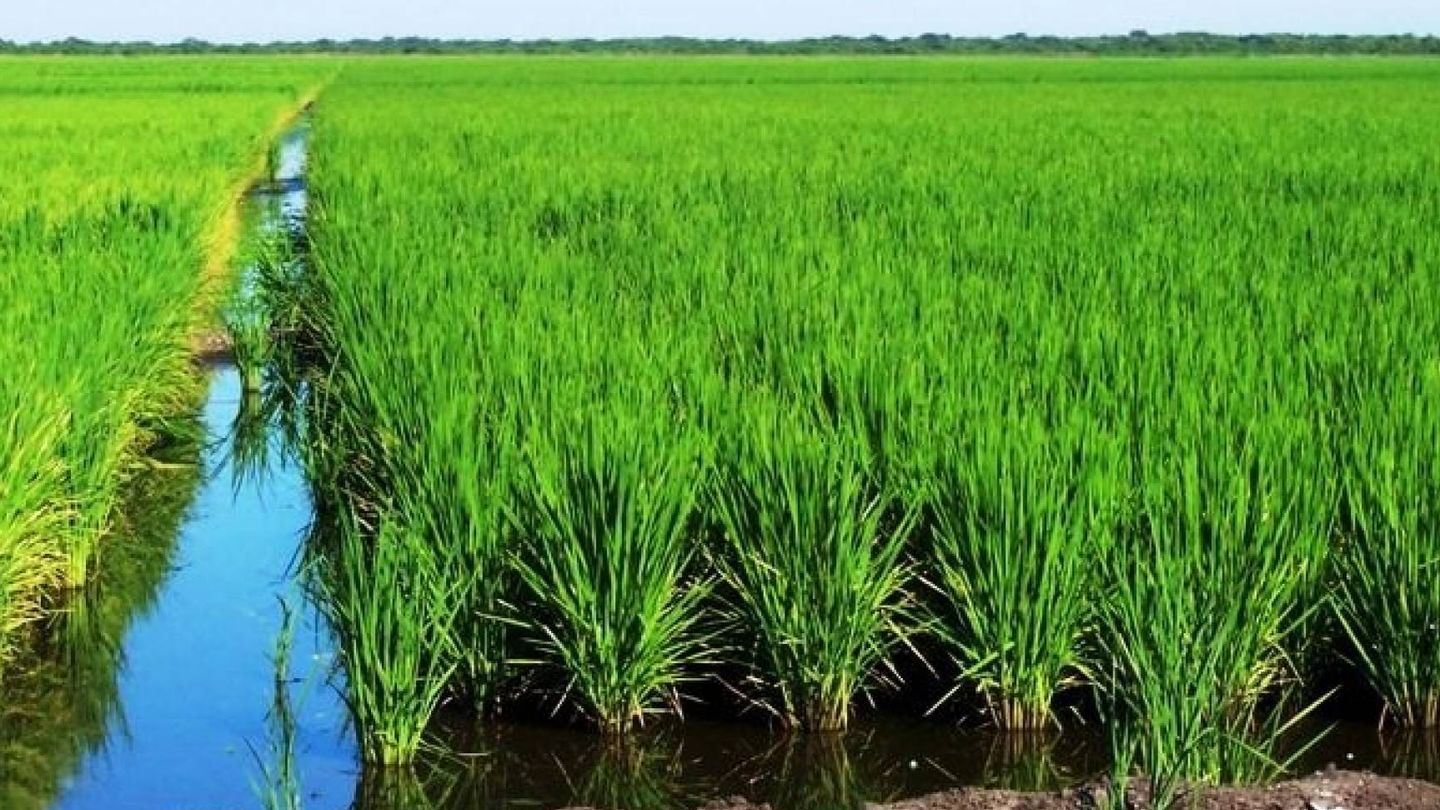 🍅 Fertilizantes & Abonos Agrícolas en Don Benito, Badajoz 🥦