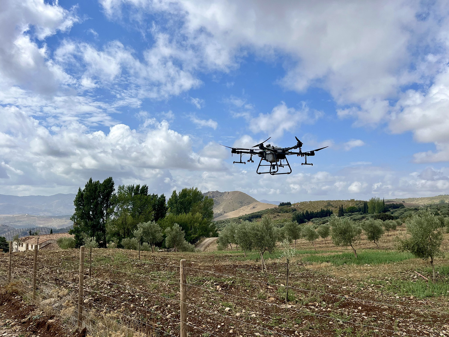 Tratamiento agrícolas en olivar con drones