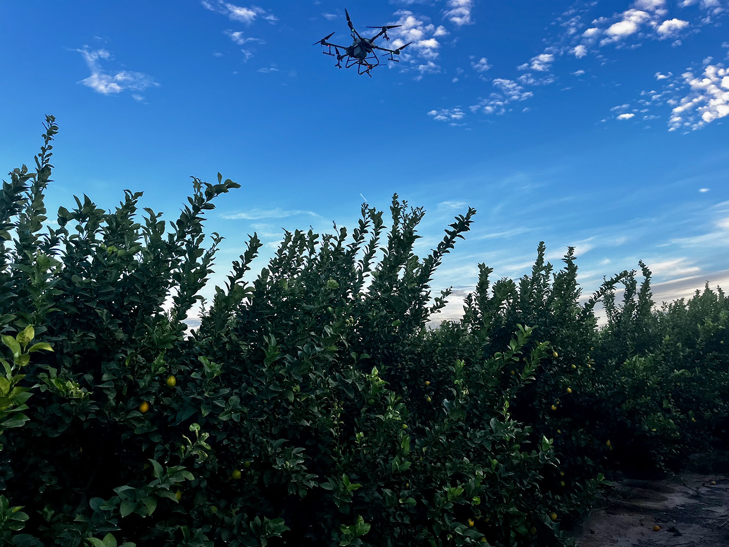 Tratamiento en cultivos frutales con Drones