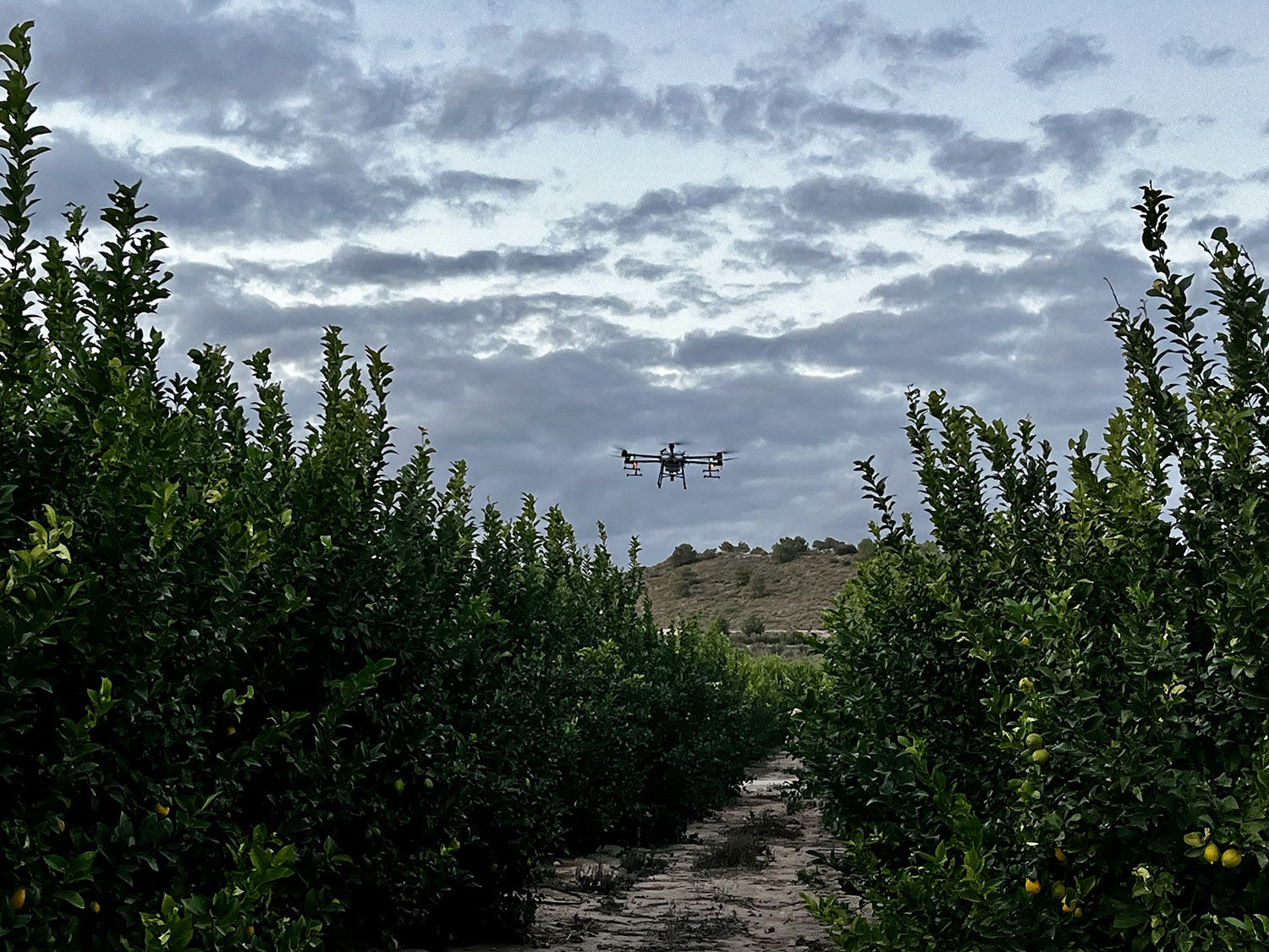 Tratamiento en cultivos frutales Limones con Dron